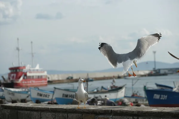 Gaivotas à beira-mar na cidade costeira — Fotografia de Stock