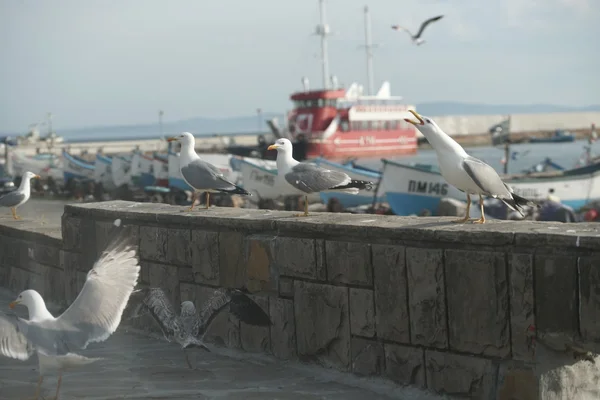 Gaivotas à beira-mar na cidade costeira — Fotografia de Stock
