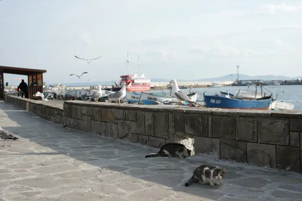 Goélands en bord de mer dans la ville côtière — Photo