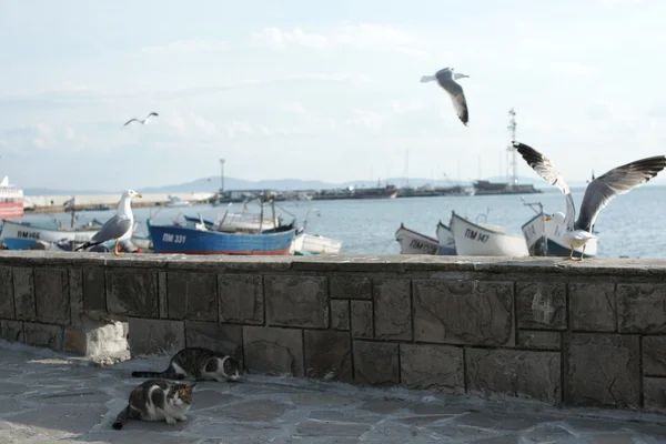 Чайки на набережной в прибрежном городе — стоковое фото
