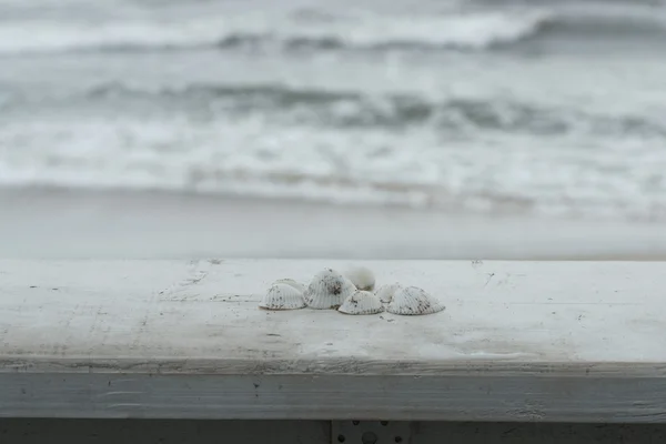 White seashells on black sand — Stock Photo, Image