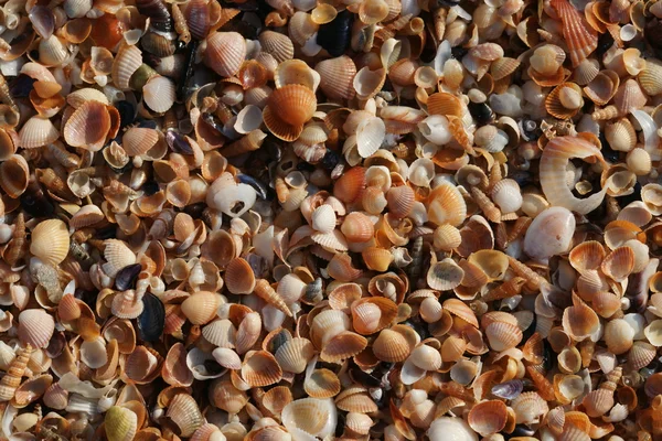 White seashells on black sand — Stock Photo, Image