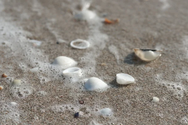 Conchas brancas na areia preta — Fotografia de Stock