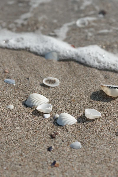 Білі черепашки на чорному піску — стокове фото