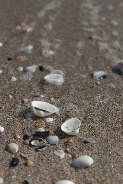 Білі черепашки на чорному піску — стокове фото