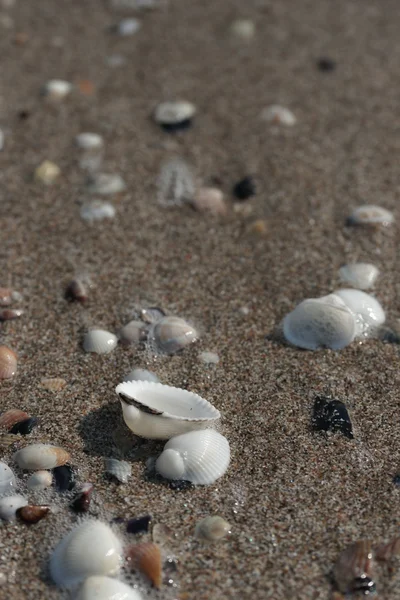 Weiße Muscheln auf schwarzem Sand — Stockfoto