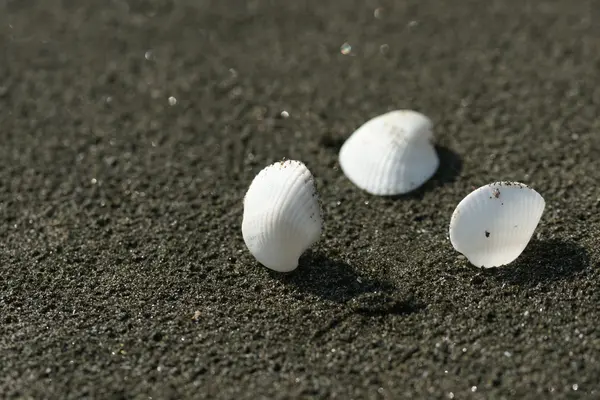 Conchas marinas blancas sobre arena negra — Foto de Stock