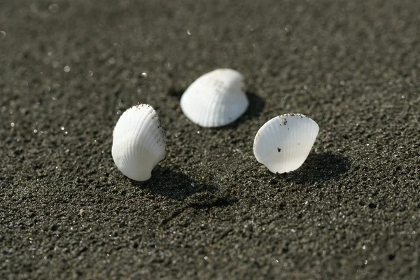 Conchas marinas blancas sobre arena negra — Foto de Stock