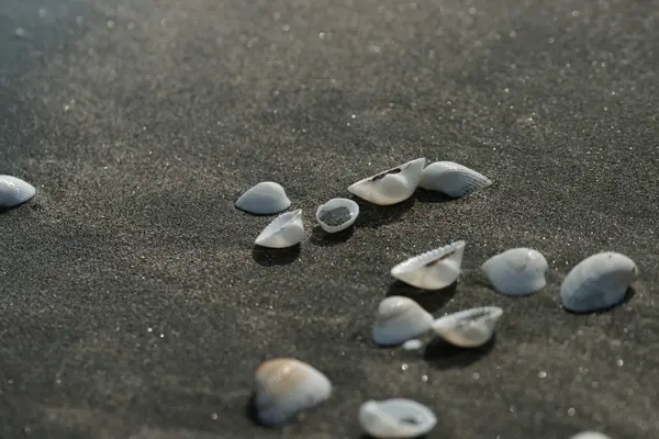 Белые ракушки на черном песке — стоковое фото