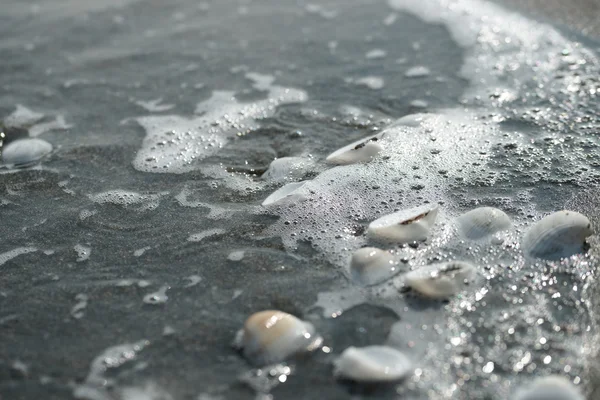 Белые ракушки на черном песке — стоковое фото