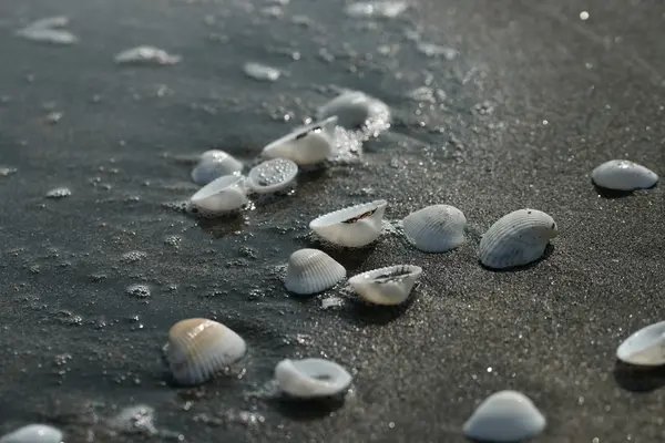 Weiße Muscheln auf schwarzem Sand — Stockfoto