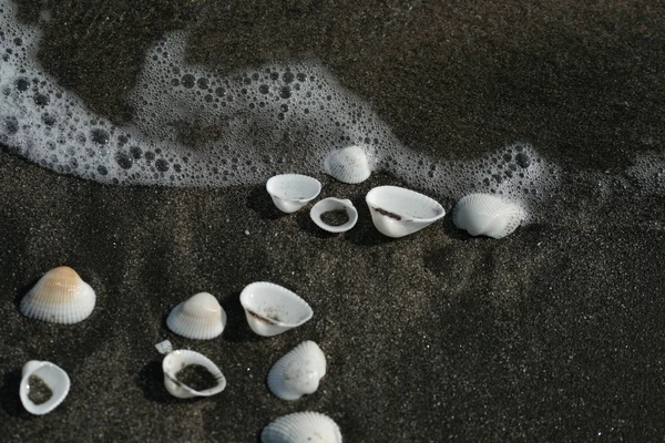 Coquillages blancs sur sable noir — Photo