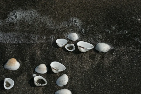 Conchas brancas na areia preta — Fotografia de Stock