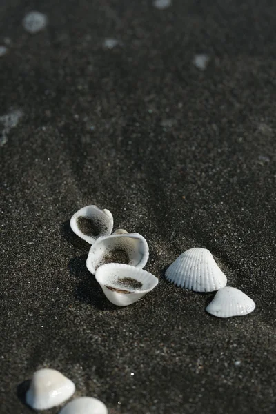 Conchas marinas blancas sobre arena negra — Foto de Stock