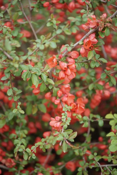 Japanese quince in small town in bulgaria — Stock Photo, Image