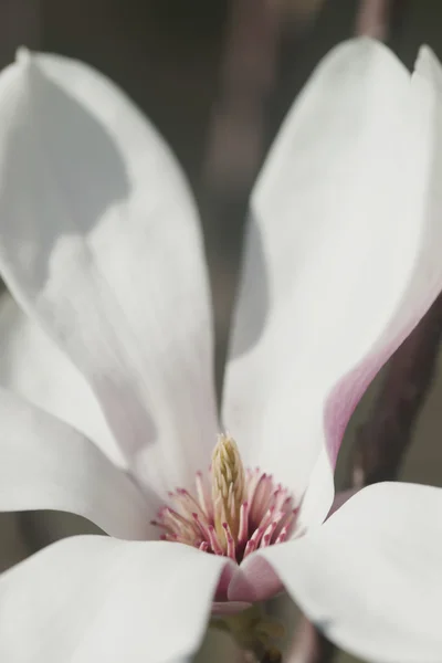 Kwitnących magnolii w nadmorskiej miejscowości — Zdjęcie stockowe