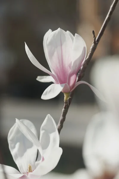 Flowering magnolia in the seaside town — Stock Photo, Image
