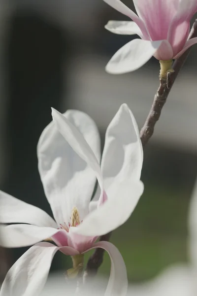 Magnolia fleuri dans la ville balnéaire — Photo