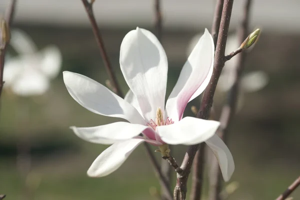 Flowering magnolia in the seaside town — Stock Photo, Image