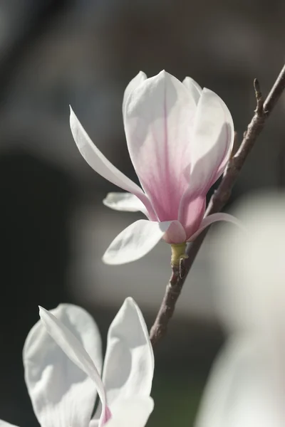 Flowering magnolia in the seaside town — Stock Photo, Image