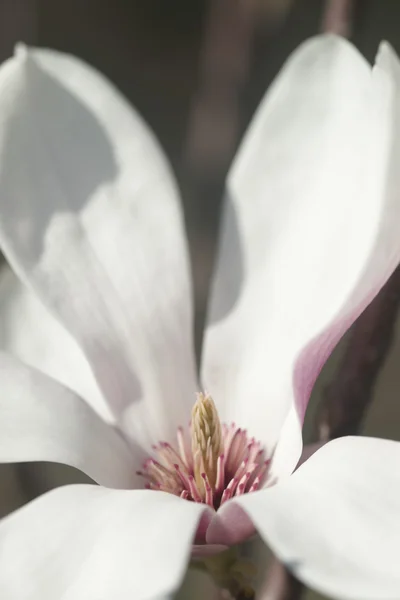 Flowering magnolia in the seaside town — Stock Photo, Image