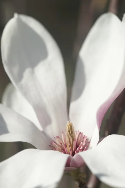 Flowering magnolia in the seaside town — Stock Photo, Image