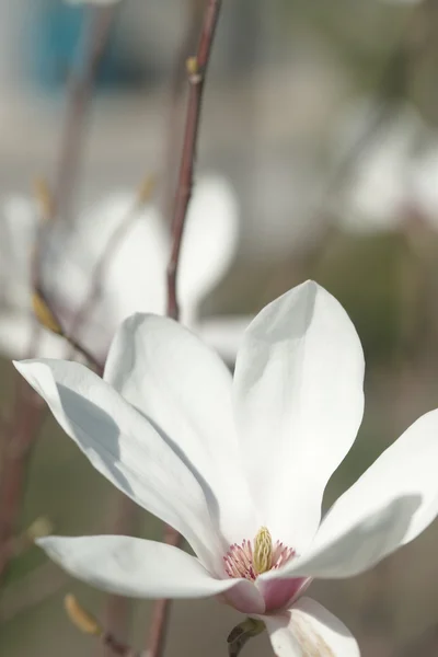 Flowering magnolia in the seaside town — Stock Photo, Image