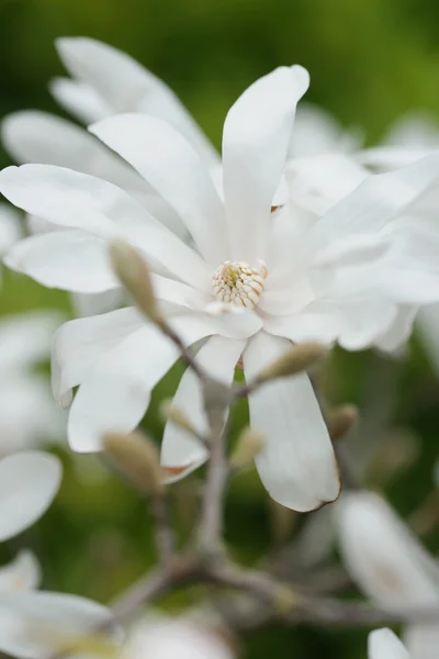 Flowering magnolia in the seaside town — Stock Photo, Image