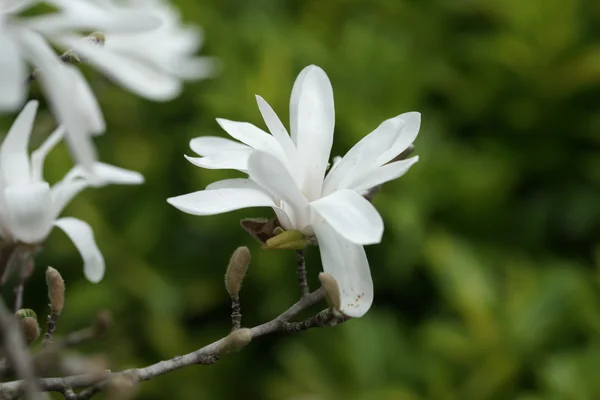 Magnolia florido na cidade à beira-mar — Fotografia de Stock