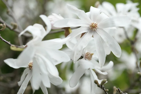 Blühende Magnolie in der Küstenstadt — Stockfoto