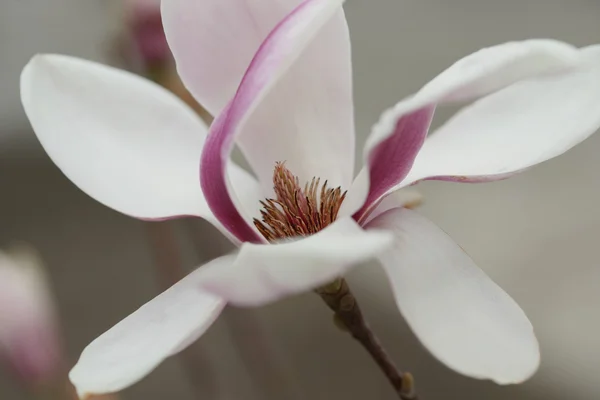 Magnolia fleuri dans la ville balnéaire — Photo