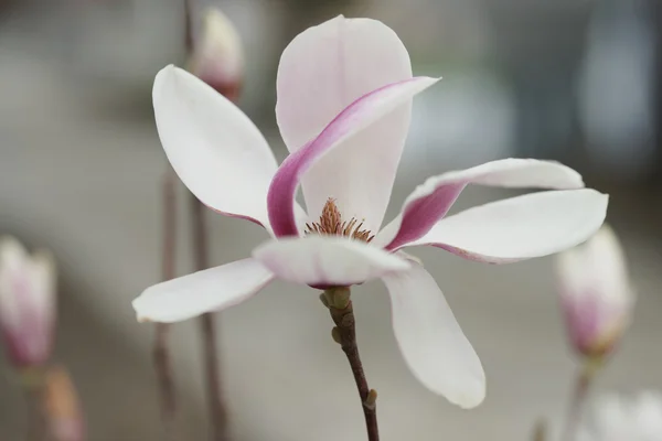 Magnolia fleuri dans la ville balnéaire — Photo