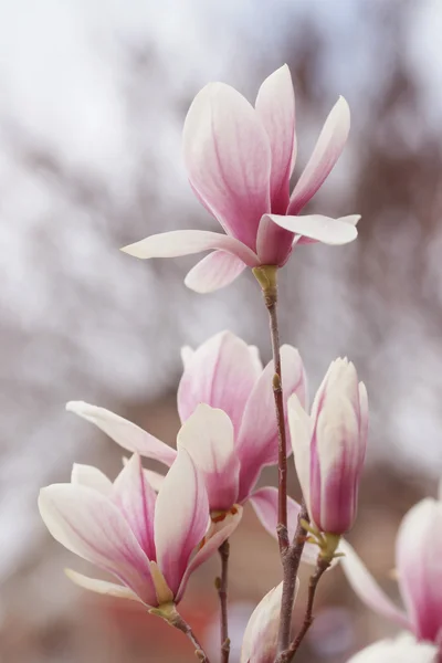 Flowering magnolia in the seaside town — Stock Photo, Image