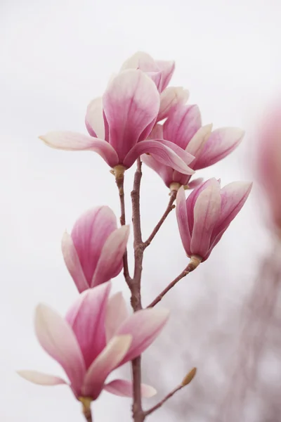 Flowering magnolia in the seaside town — Stock Photo, Image