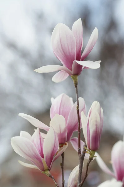 Magnolia fleuri dans la ville balnéaire — Photo