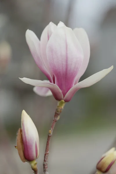 Blühende Magnolie in der Küstenstadt — Stockfoto