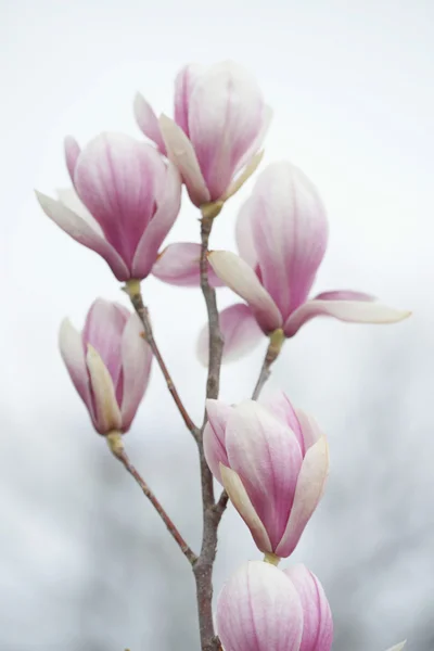 Flowering magnolia in the seaside town — Stock Photo, Image