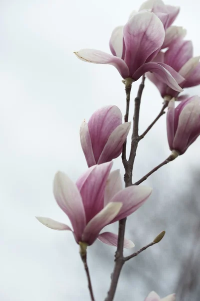 Flowering magnolia in the seaside town — Stock Photo, Image