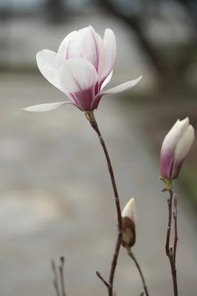 Flowering magnolia in the seaside town — Stock Photo, Image