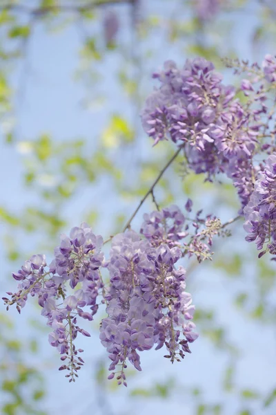 Una rama de glicina florece contra el cielo — Foto de Stock