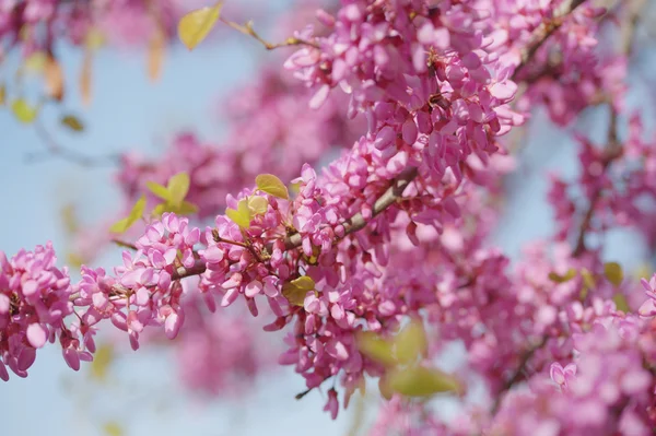 Erguvan Blooming pembe veya Tsertsis — Stok fotoğraf