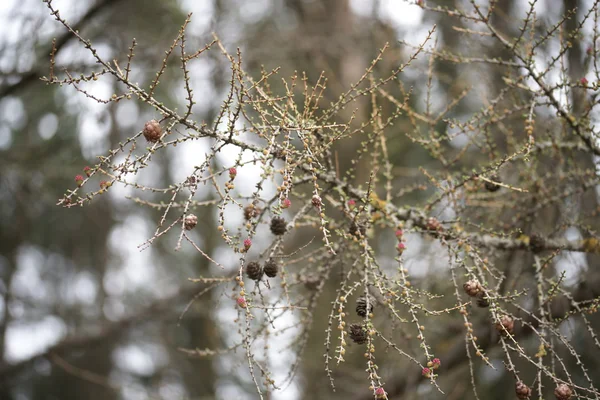 Young buds and cones of larch — Stock Photo, Image