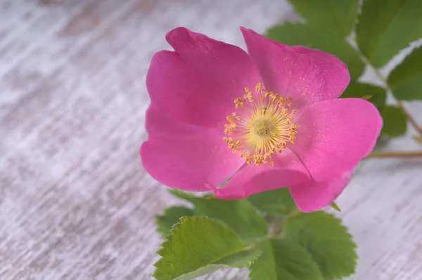 Flor de rosa de perro sobre un fondo de madera — Foto de Stock