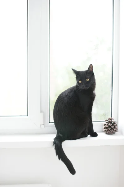 Μαύρη γάτα κάθεται στο παράθυρο — Φωτογραφία Αρχείου