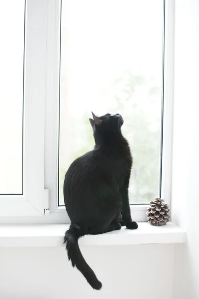 Gato negro sentado en la ventana —  Fotos de Stock