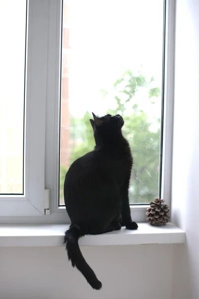 Μαύρη γάτα κάθεται στο παράθυρο — Φωτογραφία Αρχείου