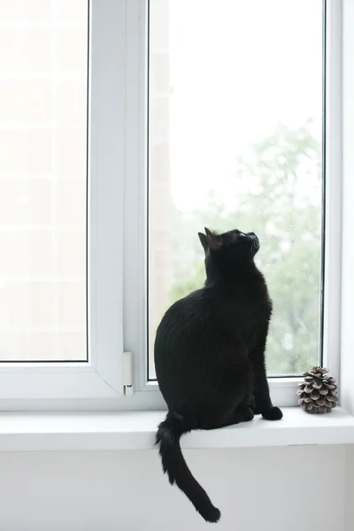 Gato negro sentado en la ventana —  Fotos de Stock