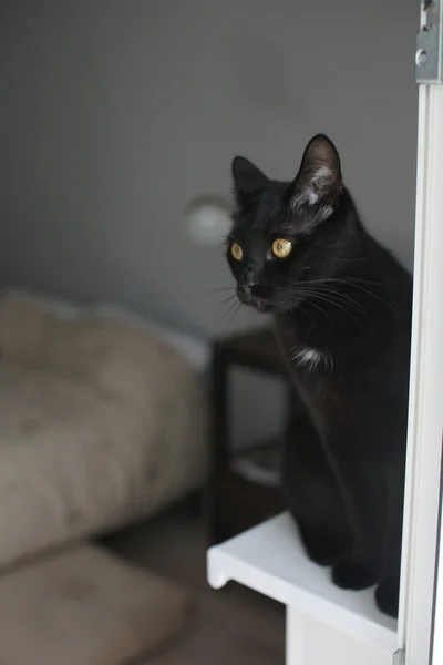 Gato negro sentado en la ventana . — Foto de Stock