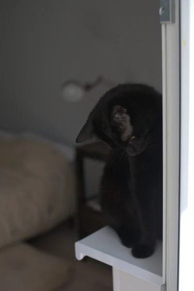 Schwarze Katze sitzt auf dem Fenster. — Stockfoto
