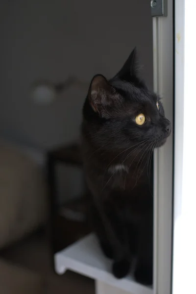 Gato negro sentado en la ventana . — Foto de Stock